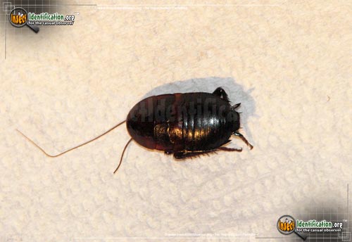 Thumbnail image #3 of the Brown-Hooded-Cockroach