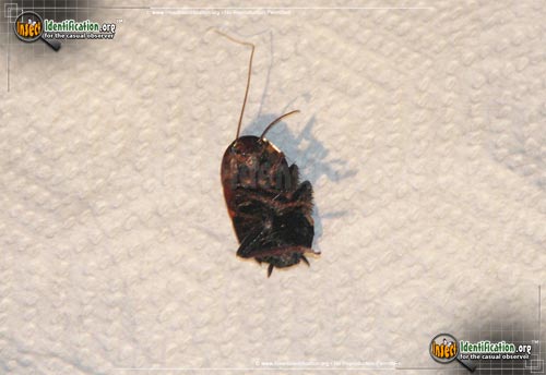 Thumbnail image #4 of the Brown-Hooded-Cockroach