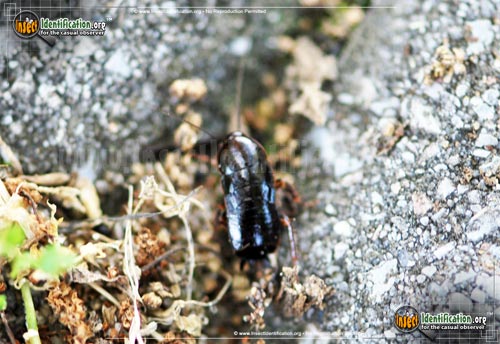 Thumbnail image of the Brown-Hooded-Cockroach