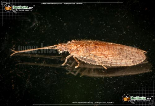 Thumbnail image of the Brown-Lacewing