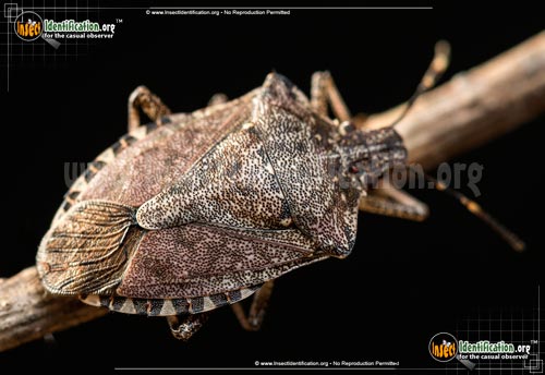 Thumbnail image of the Brown-Marmorated-Stink-Bug