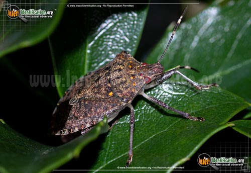 Thumbnail image #12 of the Brown-Marmorated-Stink-Bug