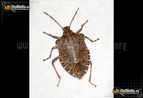 Thumbnail image #10 of the Brown-Marmorated-Stink-Bug