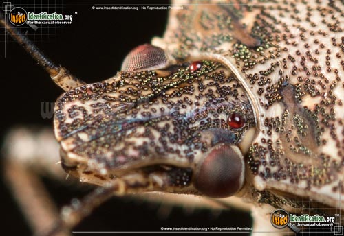 Thumbnail image #5 of the Brown-Marmorated-Stink-Bug