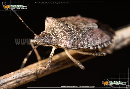 Thumbnail image #4 of the Brown-Marmorated-Stink-Bug