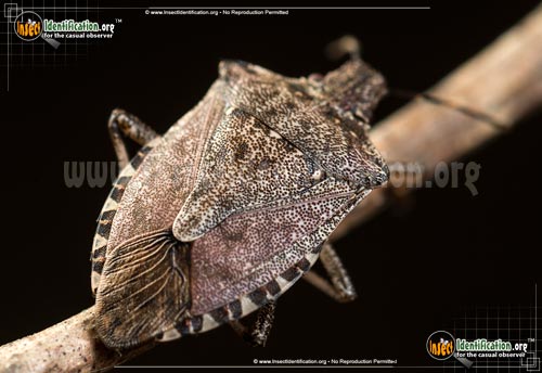 Thumbnail image #9 of the Brown-Marmorated-Stink-Bug