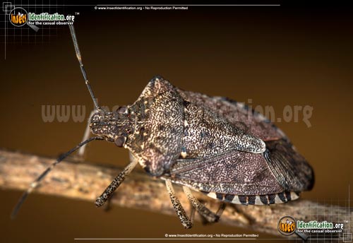 Thumbnail image #8 of the Brown-Marmorated-Stink-Bug