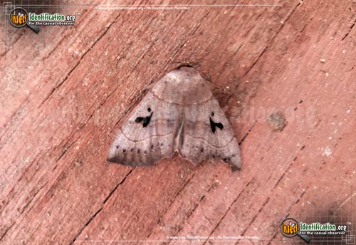 Thumbnail image #2 of the Brown-Panopoda-Moth
