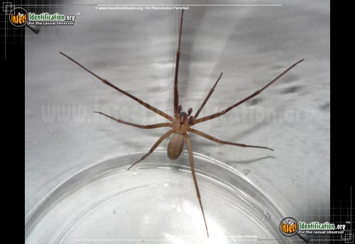 Thumbnail image of the Violin-Spider-Brown-Recluse