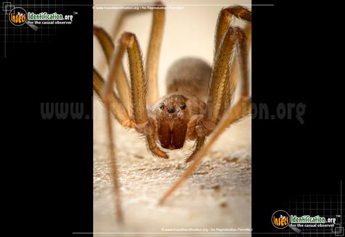 Thumbnail image #3 of the Violin-Spider-Brown-Recluse
