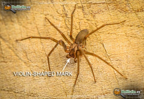 Thumbnail image #2 of the Violin-Spider-Brown-Recluse