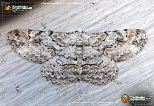Thumbnail image of the Brown-Shaded-Gray-Moth