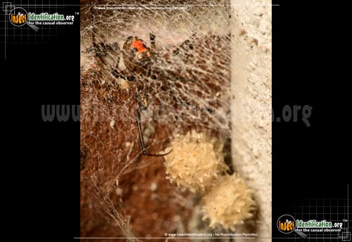 Thumbnail image #2 of the Brown-Widow