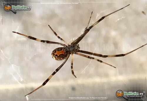 Thumbnail image of the Brown-Widow