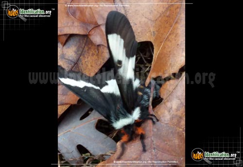 Thumbnail image of the Buck-Moth