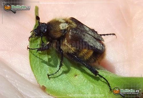 Thumbnail image of the Bumblebee-Scarab-Beetle