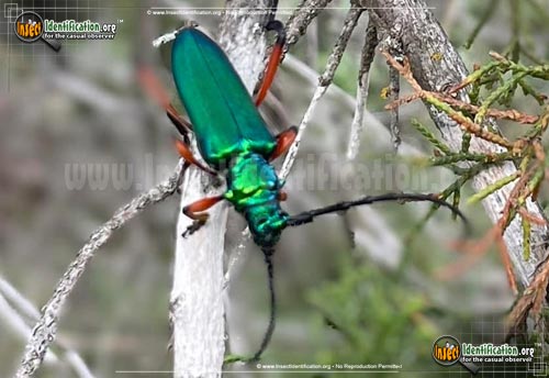 Thumbnail image of the Bumelia-Borer-Beetle