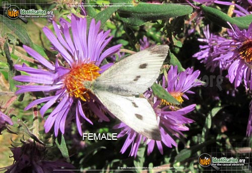 Thumbnail image #8 of the Cabbage-White-Butterfly