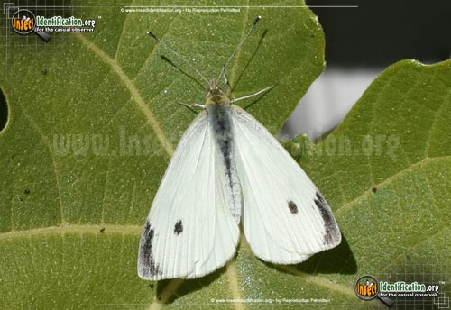 Thumbnail image #11 of the Cabbage-White-Butterfly