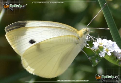 Thumbnail image #2 of the Cabbage-White-Butterfly