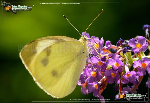 Thumbnail image #4 of the Cabbage-White-Butterfly