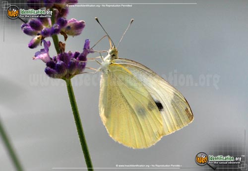 Thumbnail image #6 of the Cabbage-White-Butterfly