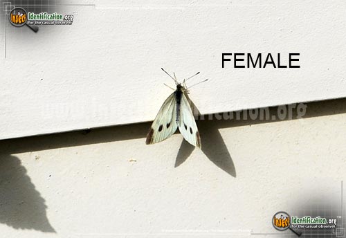 Thumbnail image #13 of the Cabbage-White-Butterfly