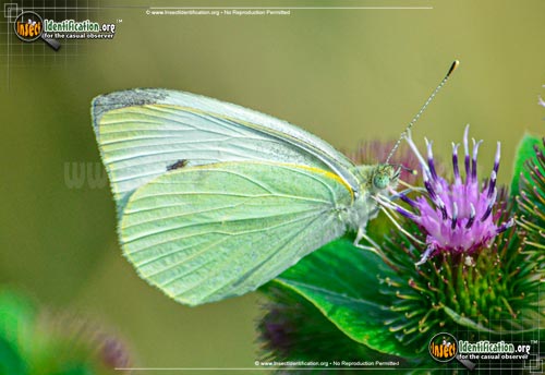 Thumbnail image #9 of the Cabbage-White-Butterfly