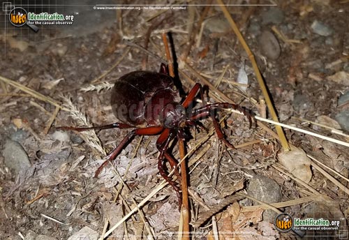 Thumbnail image #9 of the California-Root-Borer-Beetle