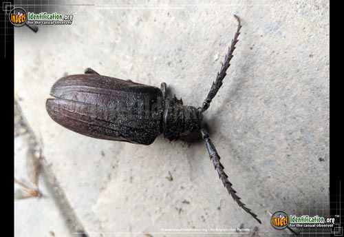 Thumbnail image #4 of the California-Root-Borer-Beetle