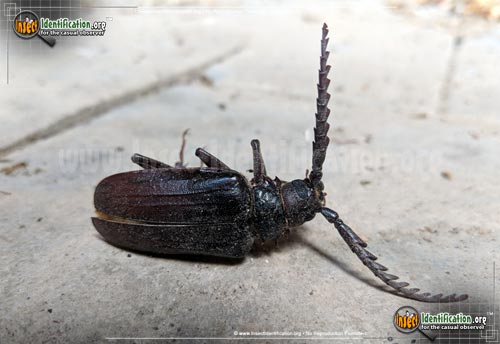 Thumbnail image #5 of the California-Root-Borer-Beetle
