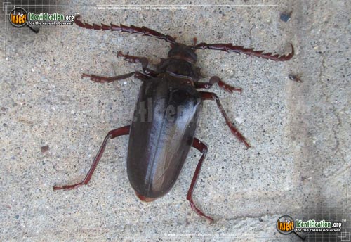 Thumbnail image of the California-Root-Borer-Beetle