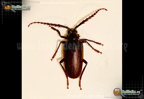Thumbnail image #3 of the California-Root-Borer-Beetle