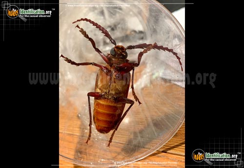 Thumbnail image #8 of the California-Root-Borer-Beetle