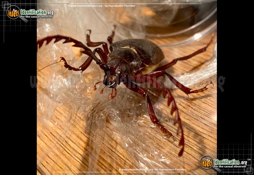 Thumbnail image #7 of the California-Root-Borer-Beetle