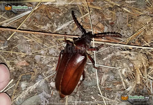Thumbnail image #10 of the California-Root-Borer-Beetle