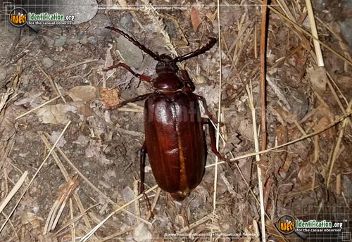 Thumbnail image #2 of the California-Root-Borer-Beetle