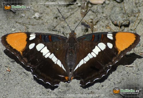 Thumbnail image of the California-Sister-Butterfly