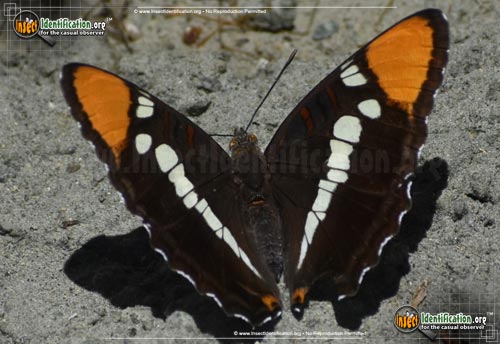 Thumbnail image #2 of the California-Sister-Butterfly