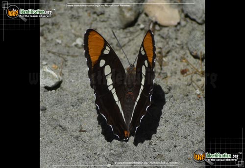 Thumbnail image #3 of the California-Sister-Butterfly