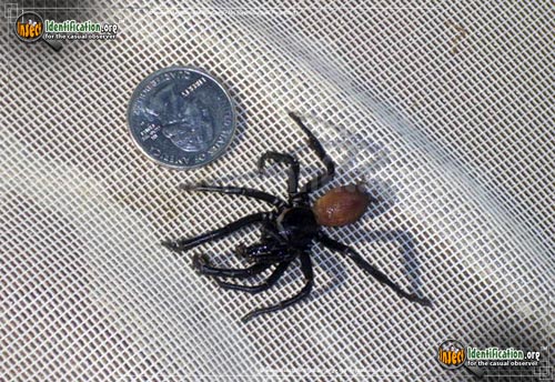 Thumbnail image #2 of the California-Trapdoor-Spider