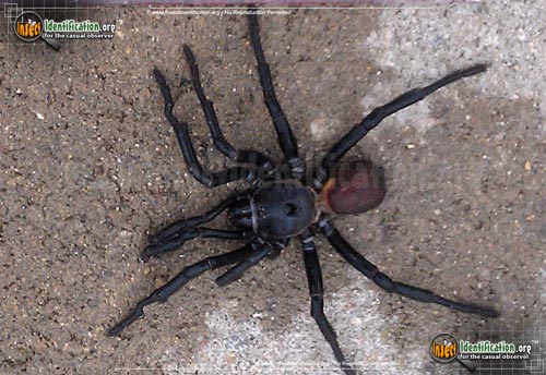 Thumbnail image of the California-Trapdoor-Spider