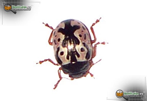 Thumbnail image #6 of the Calligrapha-Beetle