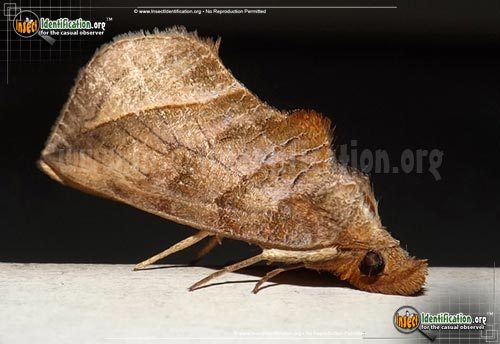 Thumbnail image of the Canadian-Owlet-Moth