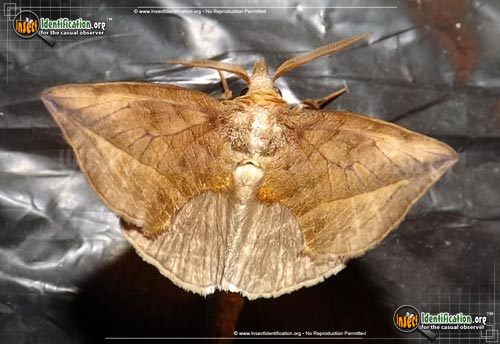 Thumbnail image #2 of the Canadian-Owlet-Moth