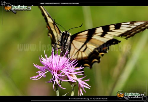 Thumbnail image #2 of the Canadian-Tiger-Swallowtail-Butterfly