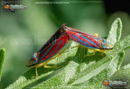 Thumbnail image of the Candy-striped-Leafhopper