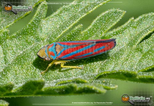 Thumbnail image #2 of the Candy-striped-Leafhopper