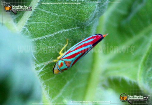 Thumbnail image #4 of the Candy-striped-Leafhopper