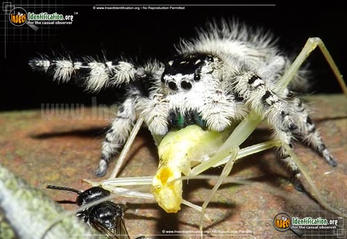Thumbnail image of the Canopy-Jumping-Spider